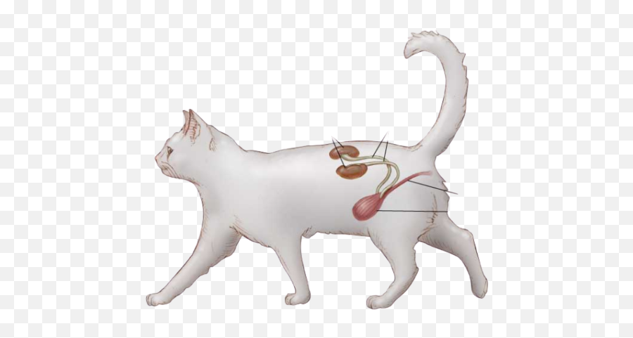 Petflow - Animal Domestic Cat Emoji,Cats Emotions And Feelings