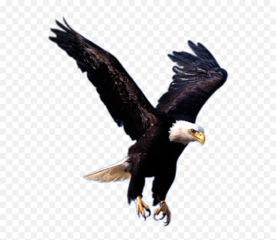 Free Usa Eagle Png Download Free Clip - Transparent Background Eagle Png Emoji,American Eagle Emoji