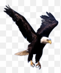 Free Usa Eagle Png Download Free Clip - Transparent Background Eagle Png Emoji,American Eagle Emoji
