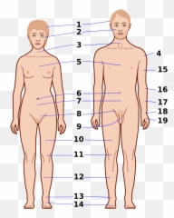 Feelings Diagram - External Features Of Human Emoji,Location Of Emotion In Body