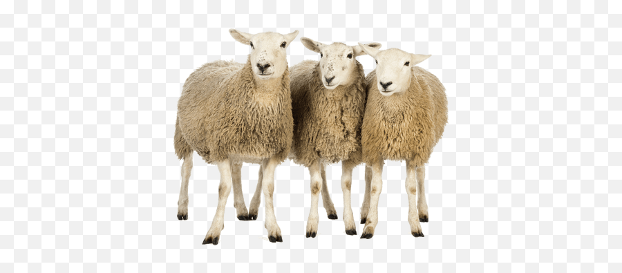 Three Sheep Transparent Png - Stickpng Sheeps Png Emoji,Sheep Emoticon Tumblr