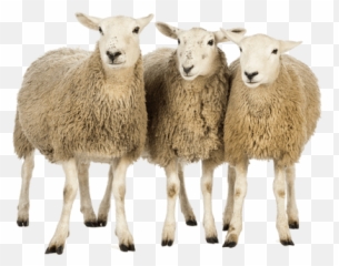 Three Sheep Transparent Png - Stickpng Sheeps Png Emoji,Sheep Emoticon Tumblr
