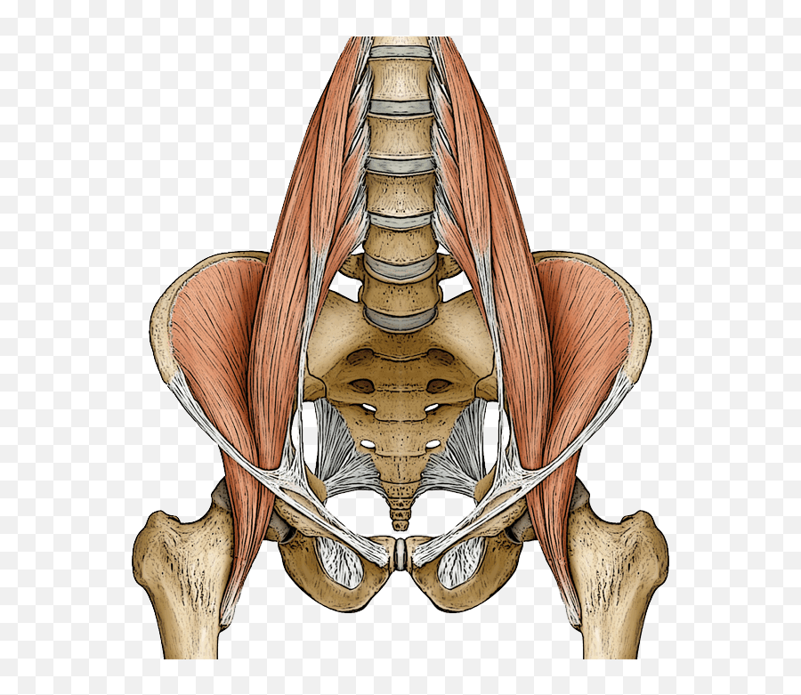 The Psoas Muscle - The Center Of Movement For Yoga Emoji,Emotion Chart Of Body Pain