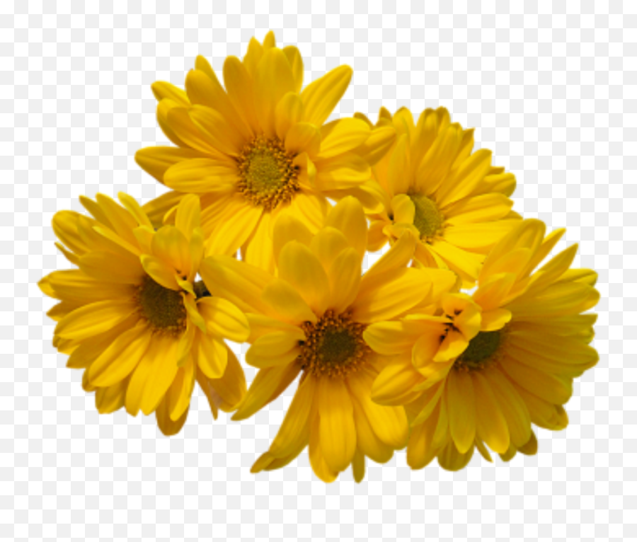 Aesthetic Sunflowers Transparent Background - Largest Yellow Aesthetic Flower Transparent Emoji,Sun Flower Emoji