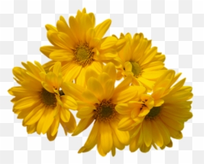 Aesthetic Sunflowers Transparent Background - Largest Yellow Aesthetic Flower Transparent Emoji,Sun Flower Emoji