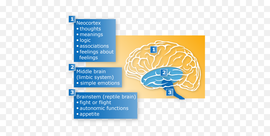 Amygdala Hijack - Triune Brain And Amygdala Emoji,Evolution Of Emotions