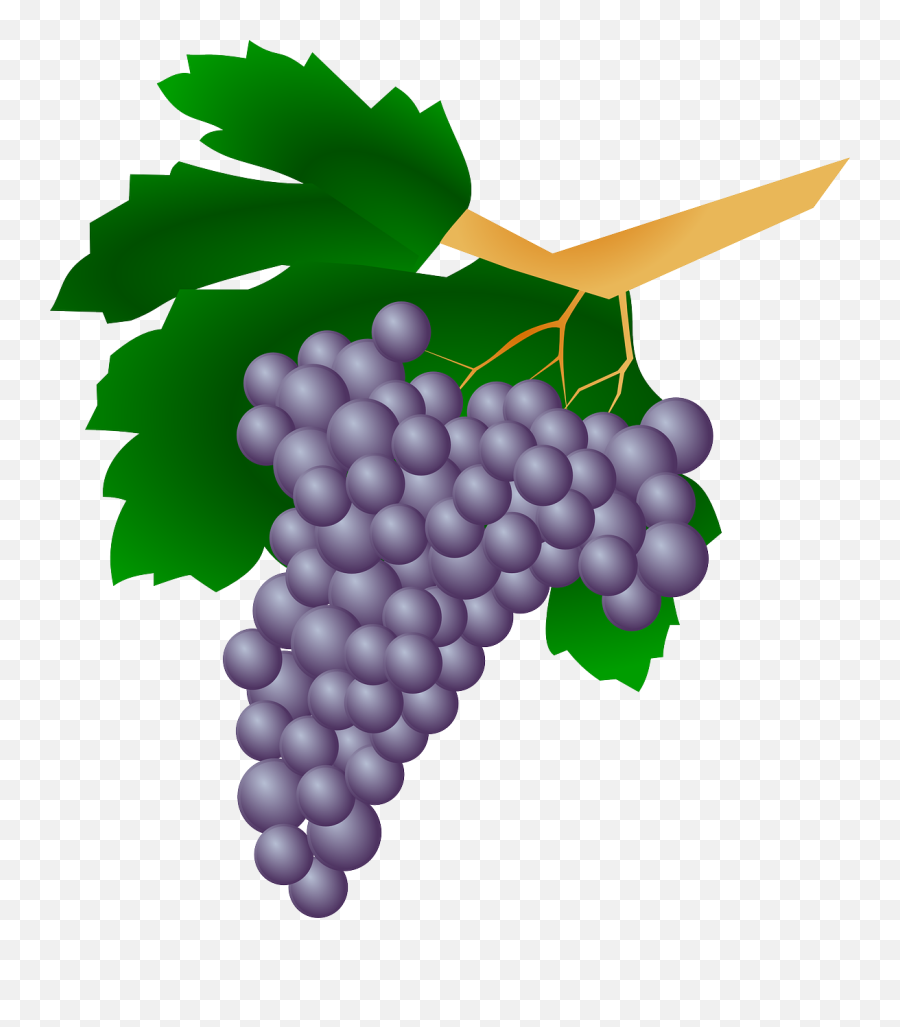 Free Grapes Pictures Download Free Clip Art Free Clip Art Emoji,Green Grape Emoji