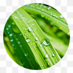 Lemongrass Essential Oil - Transparent Background Citronella Png Emoji,Images Of Clogged Emotions