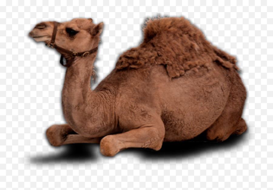 Art Camel Animal Sticker Sticker - Camel Sitting Png Emoji,Love Emojis Text Ascii Camel