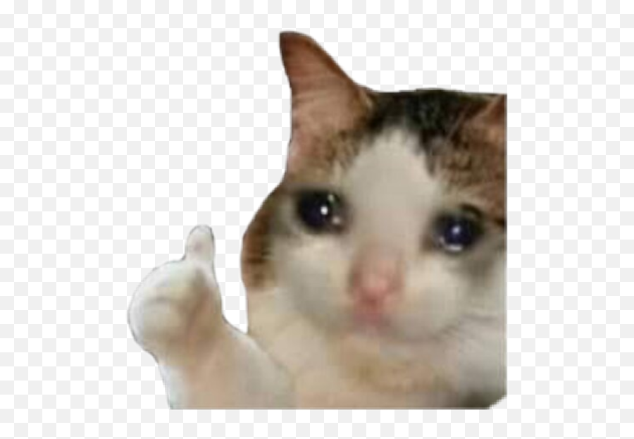 The Most Edited Stophate Picsart - Sad Cat Meme Emoji,Luciel Emoticon