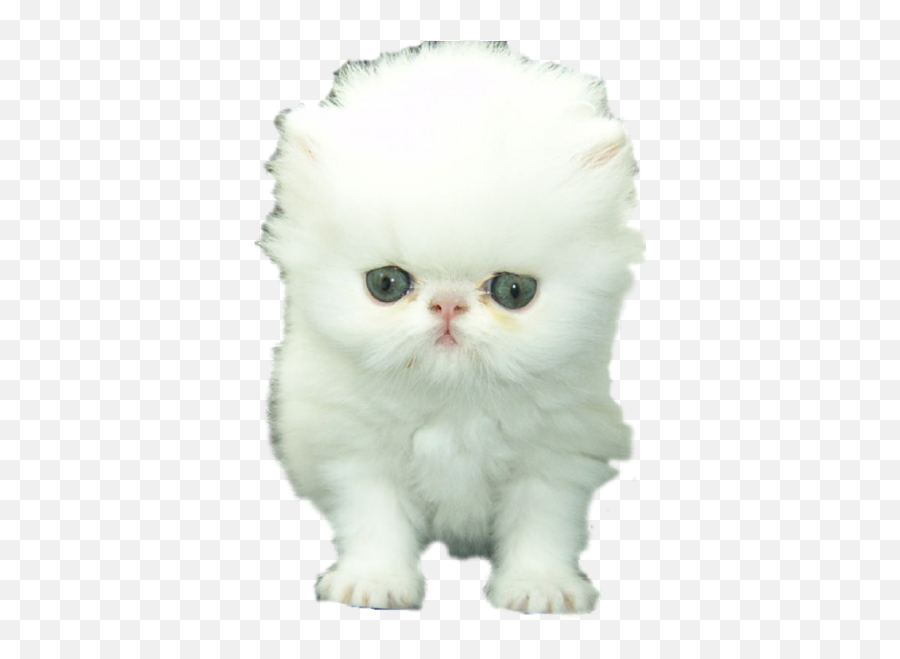 Catmoji - Kitty Emoji Keyboard And Imessage Stickers By Tom,Persian Emojis Catmoji - Kitty Emoji Keyboard And Imessage Stickers By Tom,Persian Emojis
