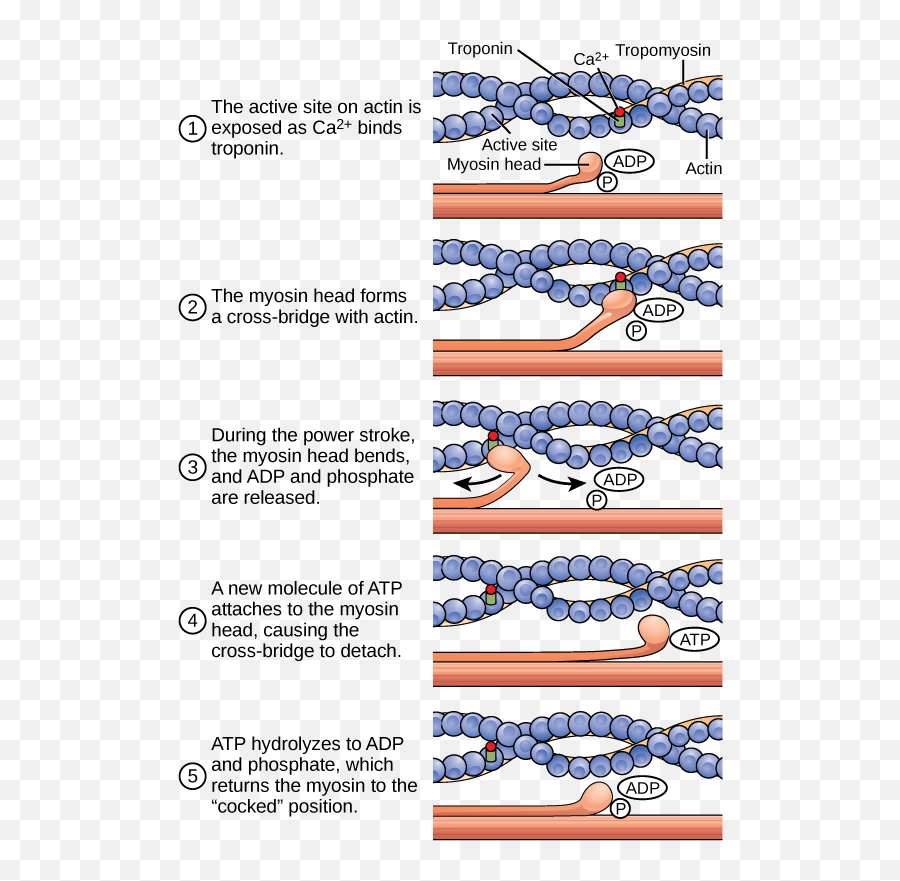 Introduction To Skeletal Muscle Boundless Anatomy And Emoji,Facial Muscle Sequence Without Emotion