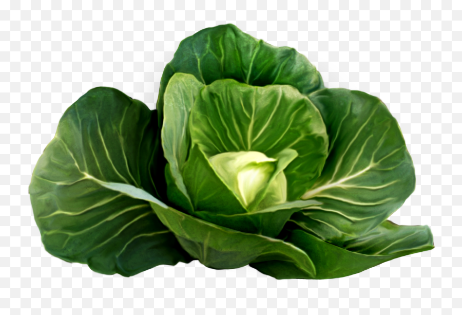 Cabbage Seedlings Png U0026 Free Cabbage Seedlingspng - Cabbage Plant Png Emoji,Cauliflower Emoji