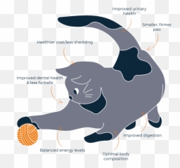 Raw Cat Food Advice Raw Feeding Guide For Cats Bella U0026 Duke Emoji,Tubs The Cat Emoticon