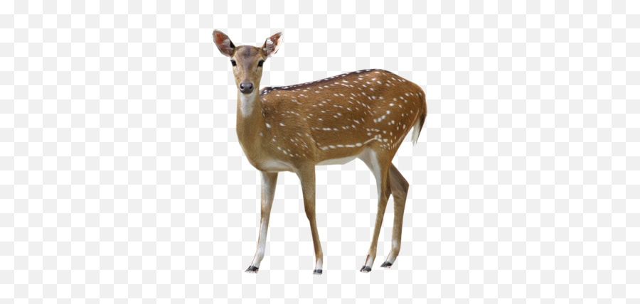 Buck Deer - Chital Emoji,Whitetail Deer Emoji