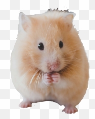 Hamster Sticker By Shadow - Cute Hamster Emoji,Hamster Emoji