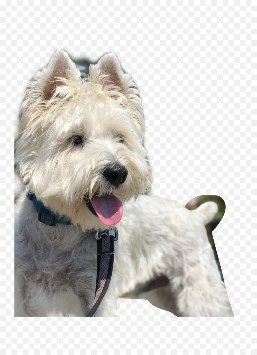 The Most Edited - Vulnerable Native Breeds Emoji,Westie Emoticons