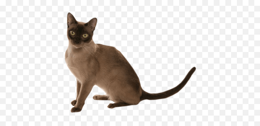 Burmese Cat Personality Temperament And Lifespan Petplan Emoji,Japan Cat Emotions Ears