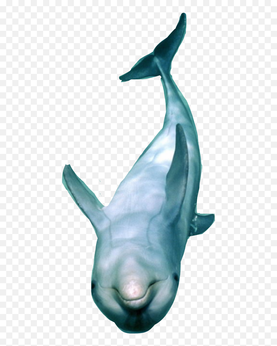 Upsidedown Dolphin Sticker By Bria Weber Emoji,Black Dolphin Emoticon