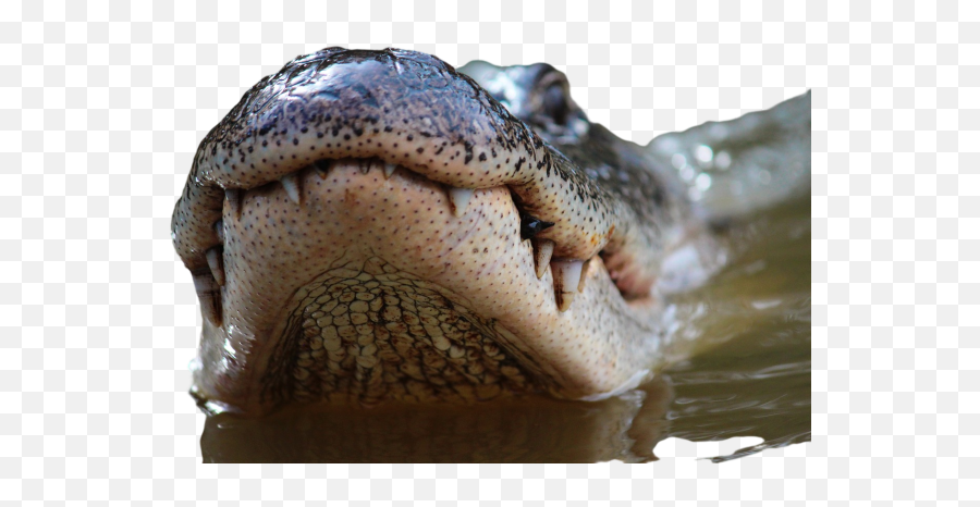 Big Mouth Png Images Download Big Mouth Png Transparent Emoji,Crocodile Emoji
