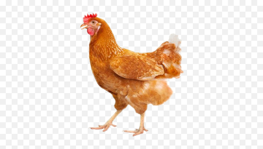 Largest Collection Of Free - Toedit Cockerel Stickers Emoji,Chicken Walking Emoji