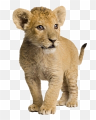 Tiger Tigers Cub Cubs Tigercub Sticker By Territales - Lion Cub White Background Emoji,Cub Emoji
