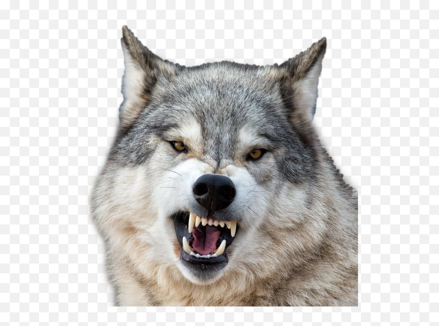 Wolf Growl Wolves Sticker - Wolf Emoji,Growl Emoji