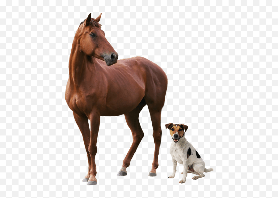 San Diego Equine And Canine Chiropractic Providors - Dog Emoji,Dog Emotion