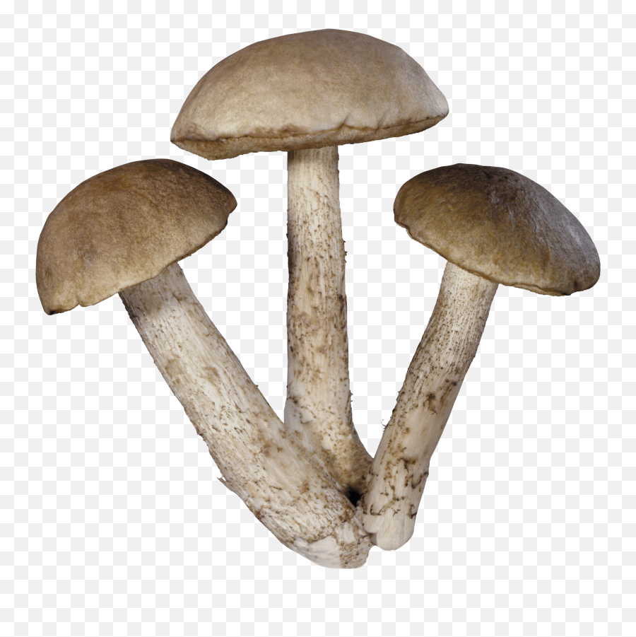 Common Mushroom Theme Clip Art - Mushrooms Png Download Mushroom Png Emoji,Mushroom Emoji