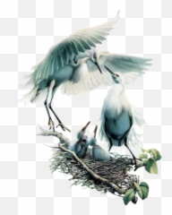Bird Birds Nest Babybirds Sticker - Birds Emoji,Bird Nest Emoji