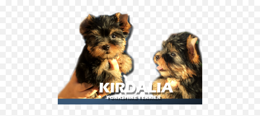 Puppy Criadores Yorkshire Madrid - Part 2 Cuidados De Un Perro Yorkshire Cachorro Emoji,Ice Burga Mixed Emotions