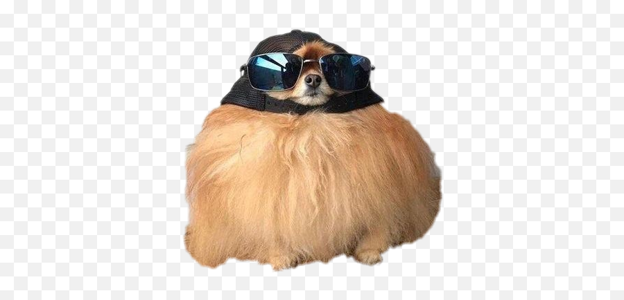 Dogs Puppie Glasses Hats Sticker - Funny Memes To Airdrop Strangers Emoji,Dog With Glasses Emojis