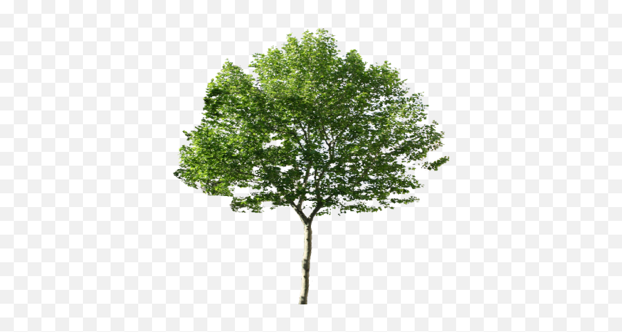 Texture Hackberry Tree Png - 6385 Transparentpng Tree Png 4k Emoji,Pine Tree And Plant Emojis Facebook
