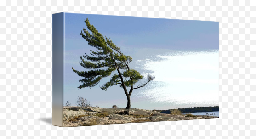 Canada White Pine On Georgian Bay By Marina Lizzola - White Pine Georgian Bay Emoji,Trees Emotion Paintings