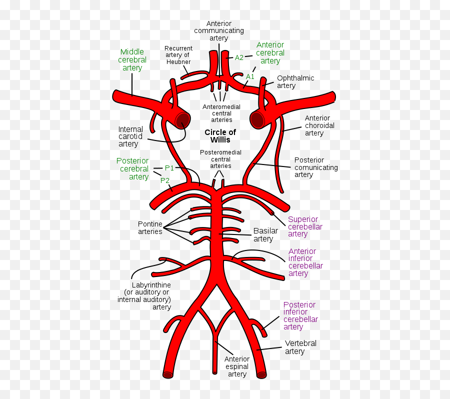 Brain Tree Of Knowledge Wiki Fandom - Anterior Cerebral Artery Emoji,Most Humans Are Able To Control Their Emotions Because Of This Brain Structure: