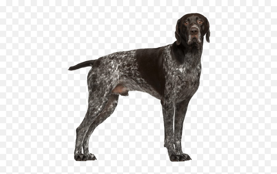 German Shorthaired Pointer - Ksa Tüylü Alman Puanteri Emoji,German Few Emotion Hip