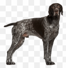 German Shorthaired Pointer - Ksa Tüylü Alman Puanteri Emoji,German Few Emotion Hip
