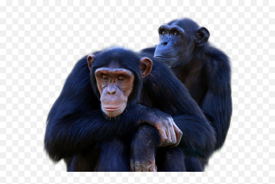 Chimpanzee Png - Chimpanzees Png Emoji,Different Chimpanzee Emotions