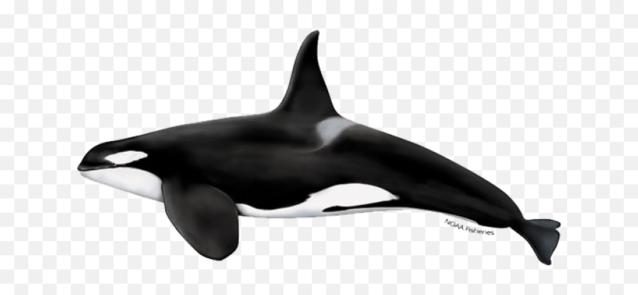 Washingtonu0027s Whales Goskagitcom Emoji,Black Dolphin Emoticon