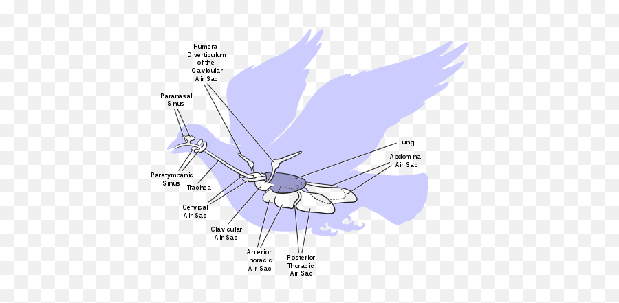 Respiratory System - Wikiwand Emoji,Kayak Viper Vs. Emotion