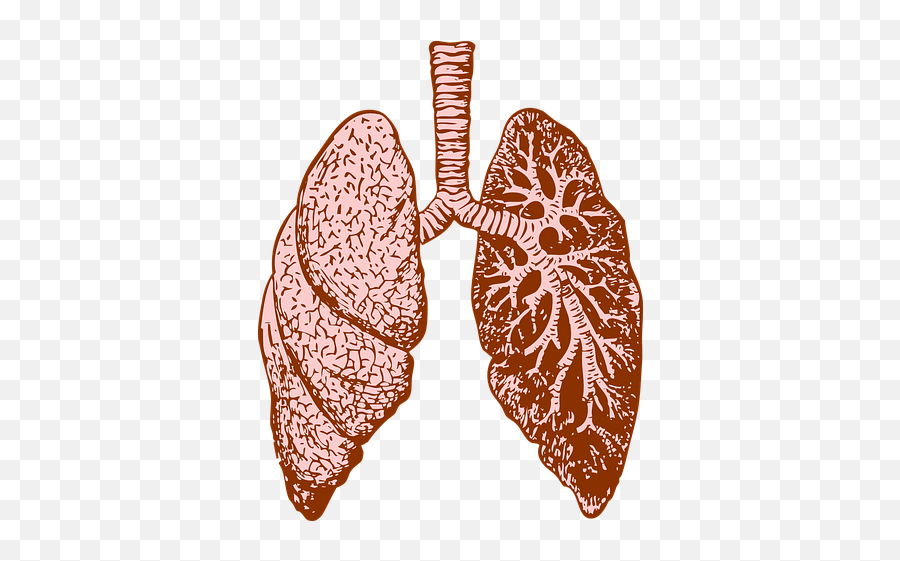 10 Free Respiratory System U0026 Immune System Images Emoji,Body Systems In Emojis