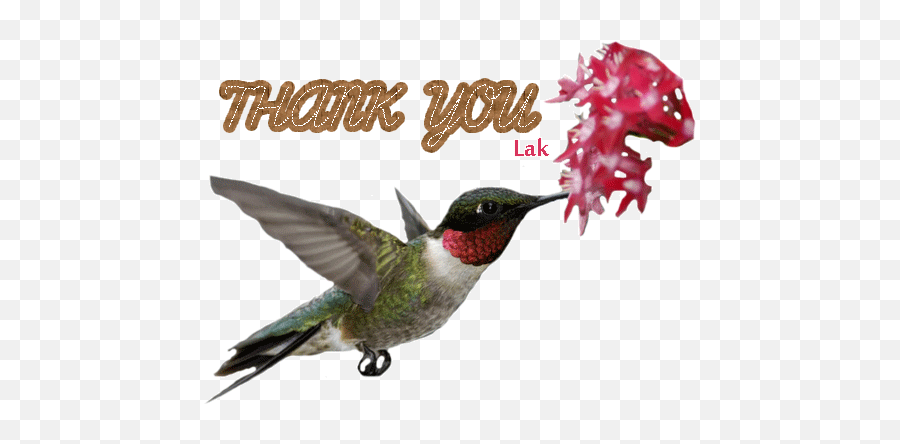 Laks Piclicious World - 14new Thd Link Index Page 44 Thank You Hummingbird Gif Emoji,Animated Hummingbird Emoticon