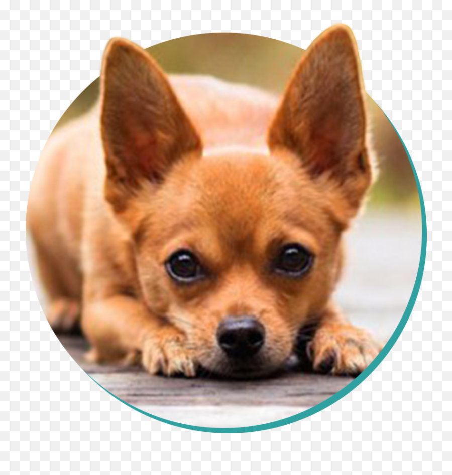 Long Hair Chihuahua Png - You Re There For Everyone Else Emoji,Chihuahua Black Tan Emoji Sticker
