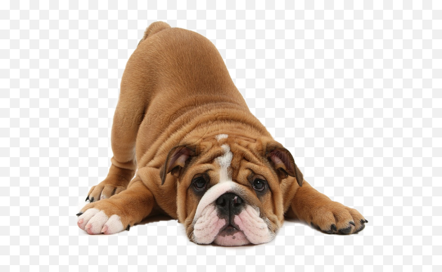 The Most Edited - Dieta Para Bajar De Peso Honduras Emoji,English Bulldog Emoji