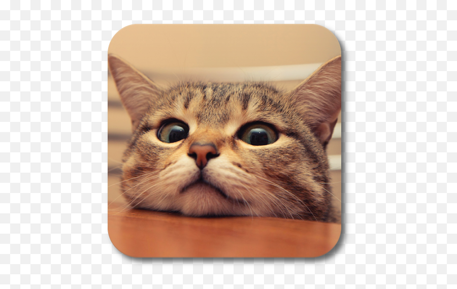 Q Cat Live Wallpaper - Apps On Google Play Emoji,Caterpillar Emoji Android