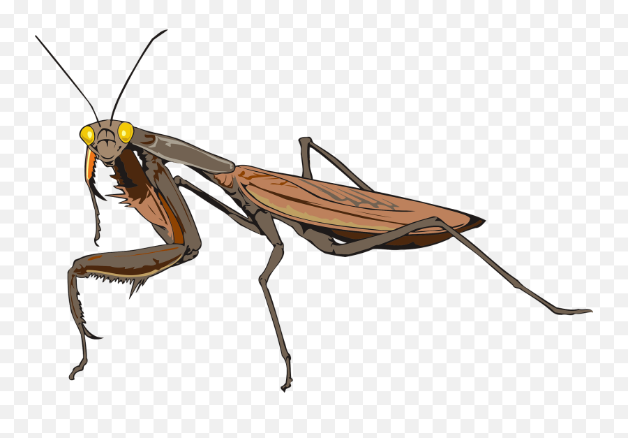 Vector Insects Praying Mantis - Praying Mantis Transparent Png Emoji,Mantis Emoji