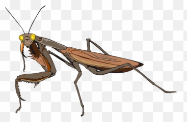 Vector Insects Praying Mantis - Praying Mantis Transparent Png Emoji,Mantis Emoji