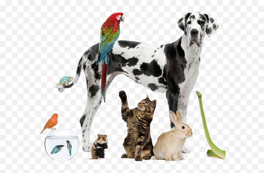 Blog About Bach Flower Remedies - Bach Flower Remedies National Pet Day Transparent Emoji,Giving Human Emotions To Animals