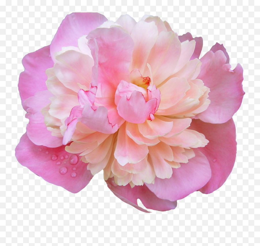Transparent - Flowers U201cdewy Pink Peony X U201d Flowers Peony Png Emoji,Woosh Emoji