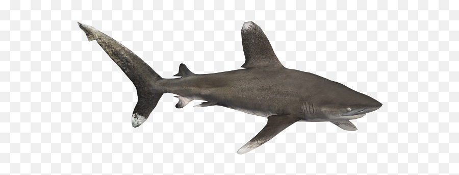 Oceanic Whitetip Shark Aquamarine Emoji,Shark Eating Penguin Emoticon